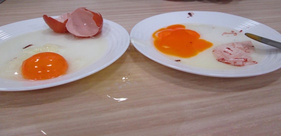 Links: ein aufgeschlagenes rohes Ei; Rechts: das aufgeschnittene Flummi-Gummi-Ei